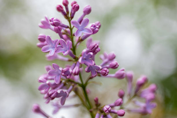 A macro photograph of purple Common Lilac