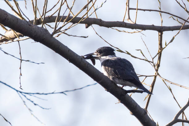 istock belted kingfisher fishing 2152072531