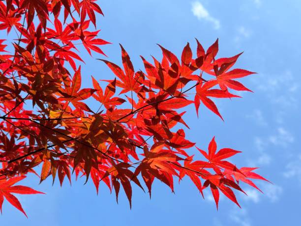 istock Red Japanese maple leaves on blue sky. 2152074075