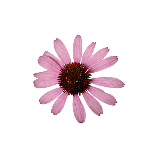istock Pink Echinacea purpurea flower  isolated on a white background, top view. 2152074201