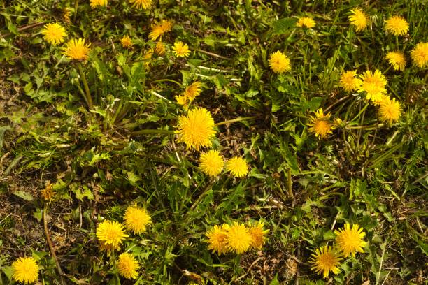 istock A patch of yellow dandelions in nature 2152074822