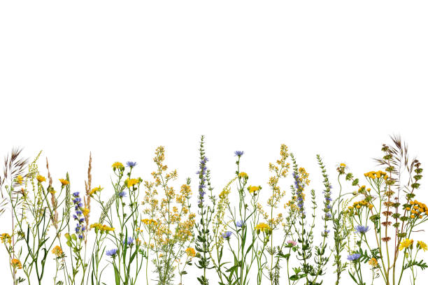 istock Summer composition. Wildflowers and herbs isolated on white background. 2152075808
