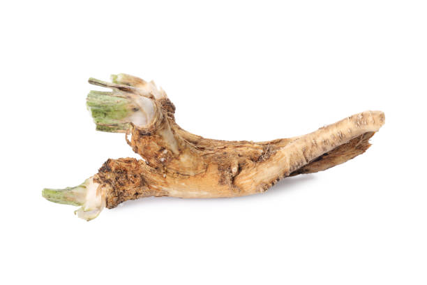 istock Two fresh horseradish roots isolated on white 2152076057