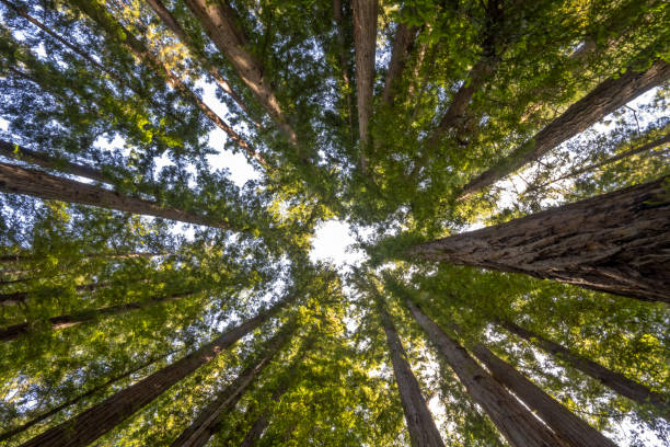 istock Cathedral Redwood Grove 2152077747
