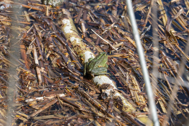 istock Marsh frog sits in lake and watches close-up. Green toad in pond. 2152078086