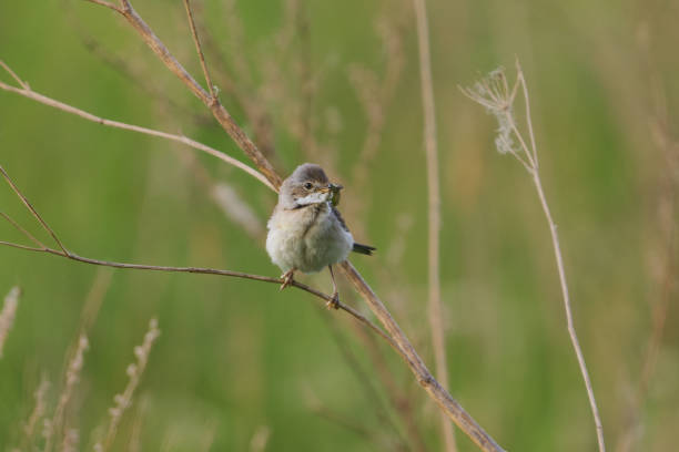 istock Common whitethroat or greater whitethroat (Curruca communis) perched with a caterpillar in it's peak in summer. 2152079111
