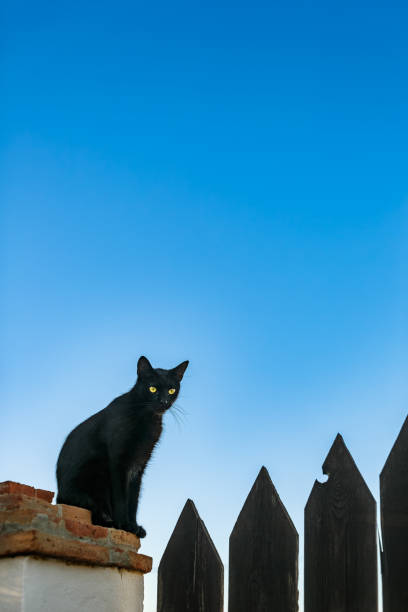 A black cat sits perched above a wooden fence against a twilight sky in Spain.