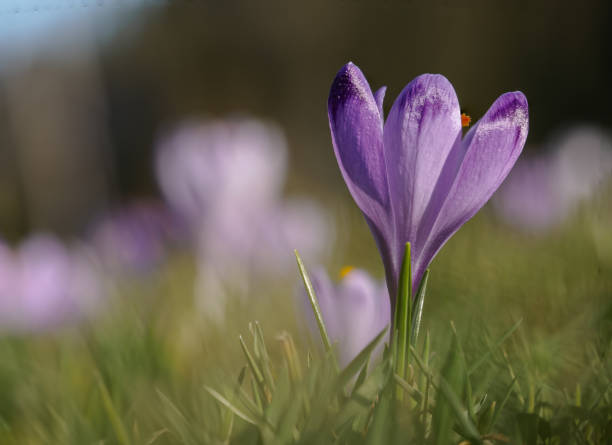 istock Wild crocuses blooming in the meadow. 2152081640