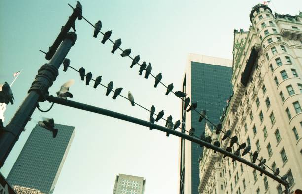 Birds analog photography