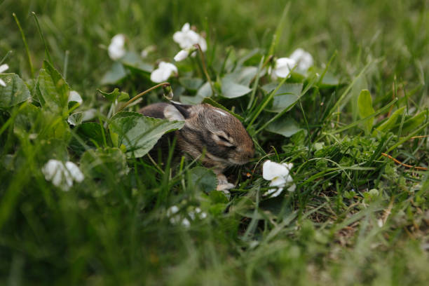 istock Baby Rabbit in Garden 2152082138