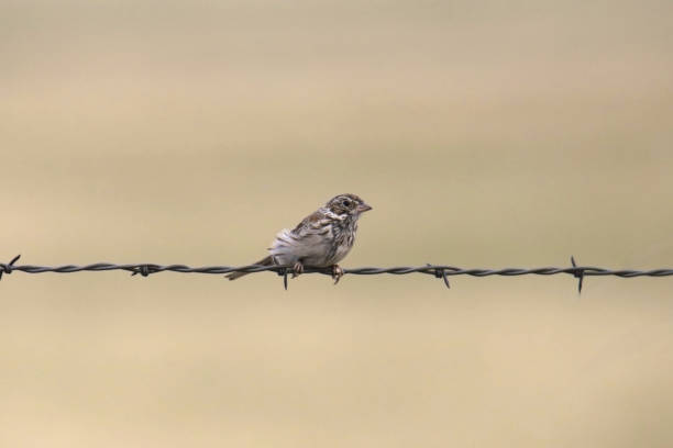istock Vesper Sparrow (pooecetes gramineus) perched on a strand of barbed wire 2152082504