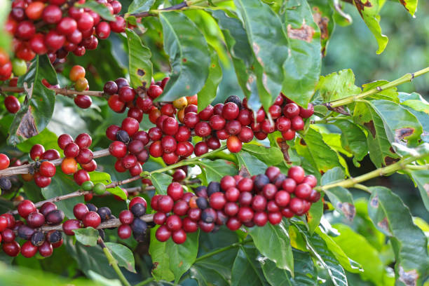 istock Arabica cherry coffee with ripe red berries 2152083945