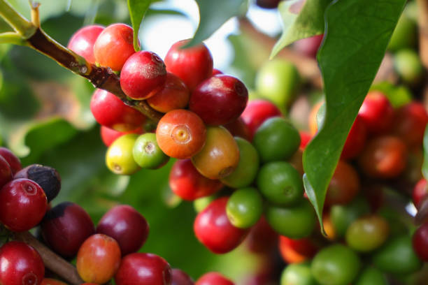 istock Arabica cherry coffee with ripe red berries 2152083951
