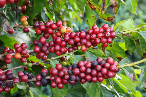 istock Arabica cherry coffee with ripe red berries 2152083960