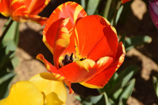 istock Tulips in garden. 2152084079