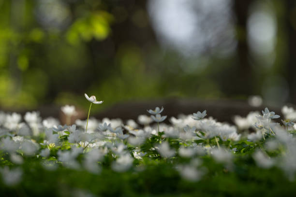 wood anemone Anemonoides nemorosa in spring in a forest.