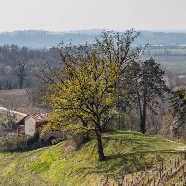 istock Beautiful italian spring landscape with vineyard. 2152088923