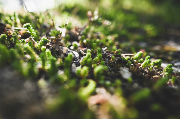 Land in wilderness close up.