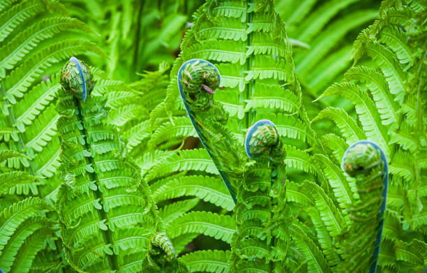 Four Fiddlehead Ferns A group of four fiddlehead ferns slowly unfurl in early spring in a Cape Cod garden. shuttlecock fern stock pictures, royalty-free photos & images