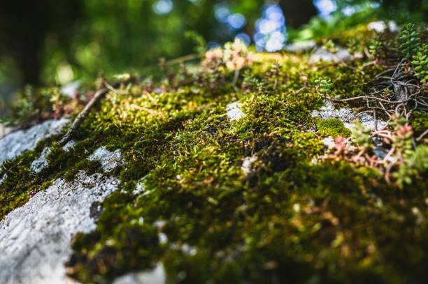 Earth Day, close up of a moss in a forest.