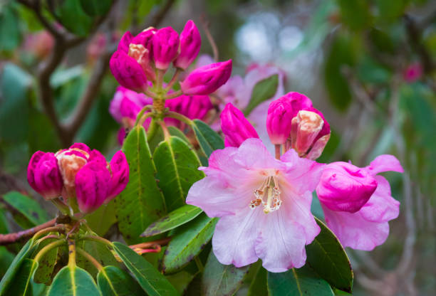 Free Stock Photo of Pink Rhododendron Flowers and Buds on Green Leaves ...