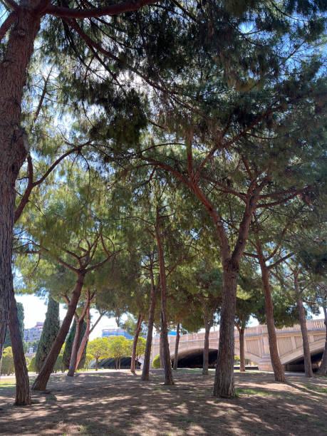 istock Sunlight Filtering Through Pine Trees Near a City Bridge 2152091796