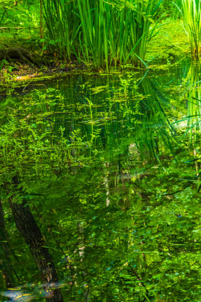 Green water grass reflections in Tennessee lake.