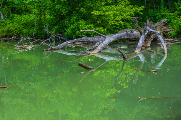Artsy old tree reflecting into Steele Creek in Bristol Tennessee.