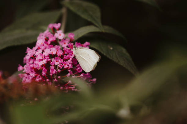 A little white butterfly, drinking nectar form the flowers of a butterfly bush.