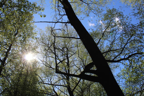 photo of a beautiful spring tree. The background is blue sky. the leaves are fresh and green. the trunk, the bark is brown. sunny weather.