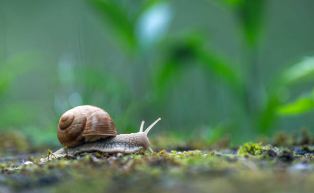 istock Big Roman snail (Helix pomatia) crawling on the moss in the rainy forest 2152096780