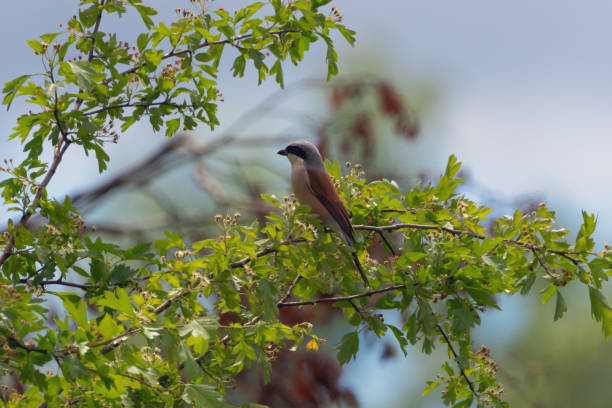istock A Red-backed Shrike on a branch. 2152097605