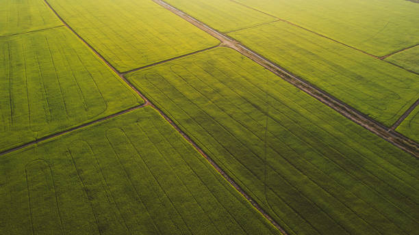 istock Experience the breathtaking beauty of terraced rice fields like never before With drone irrigation technology, you can witness the lush greenery from an aerial view on a sunny day. Don't miss out on this remarkable sight 2152098015