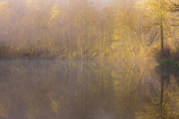 A scenic landscape with a pond in the woods on a foggy morning.
