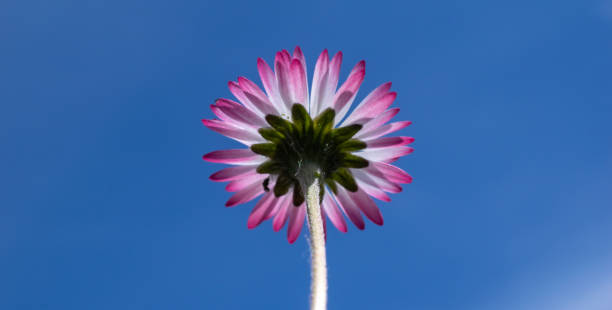 istock field daisy flower against the sky 2152099051