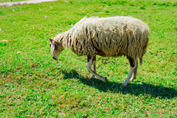 sheep eating grass