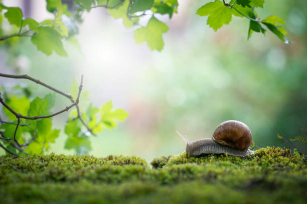 istock Big Roman snail (Helix pomatia) crawling on the moss in the rainy forest 2152101428