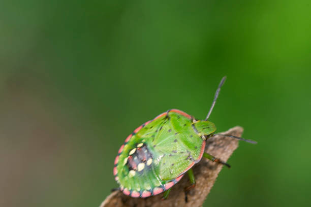 Weevil on a plant stem , in the garden