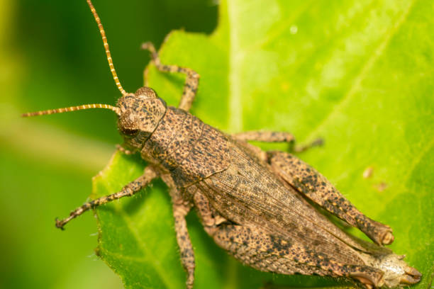 istock Weevil on a plant stem , in the garden 2152102167