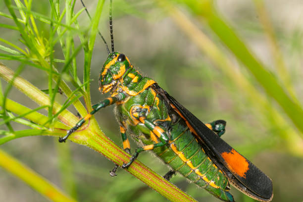 istock Green locust on a green plant 2152102283