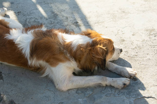 Brown and white dog, Lying on the street, sleeping. dog life