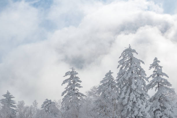 Large winter clouds behind snow covered trees at the top of a Hokkaido mountain