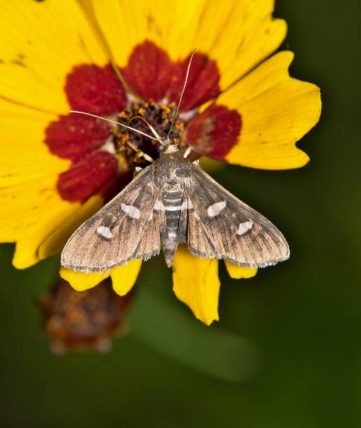 istock Desmia subdivisalis moth pollinating tickseed flower. 2152103977