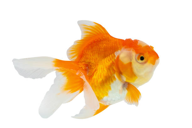 istock Oranda goldfish isolated on white background close up 2152105808