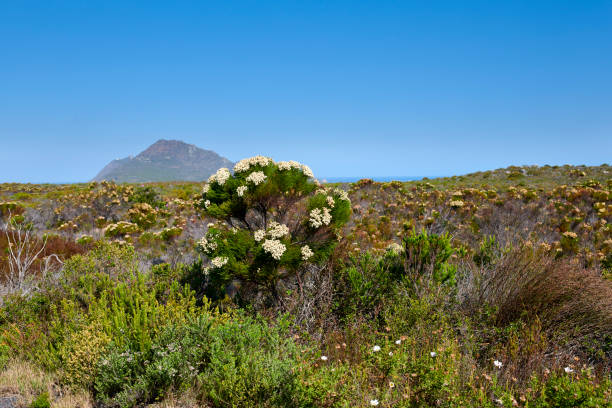 istock The wilderness of Cape Point National Park 2152106098