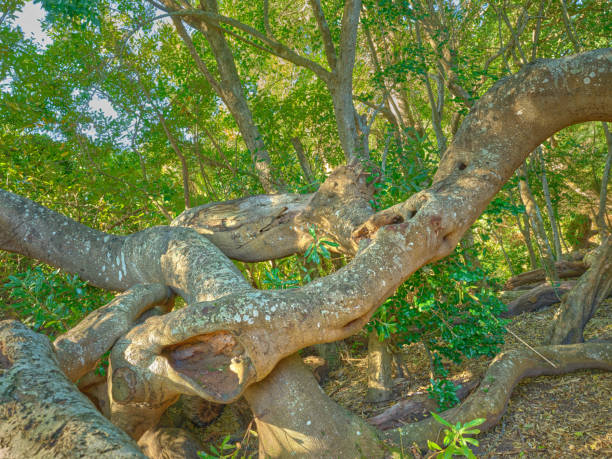 istock A photo of forest trees located around Table Mountain in Cape Town 2152106206