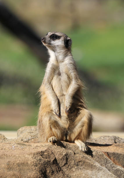 istock Meerkat animal standing upright on its hind legs on a rock 2152106404