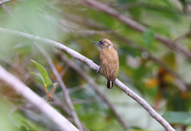 istock Orinoco piculet (Picumnus pumilus) in Colombia 2152111342