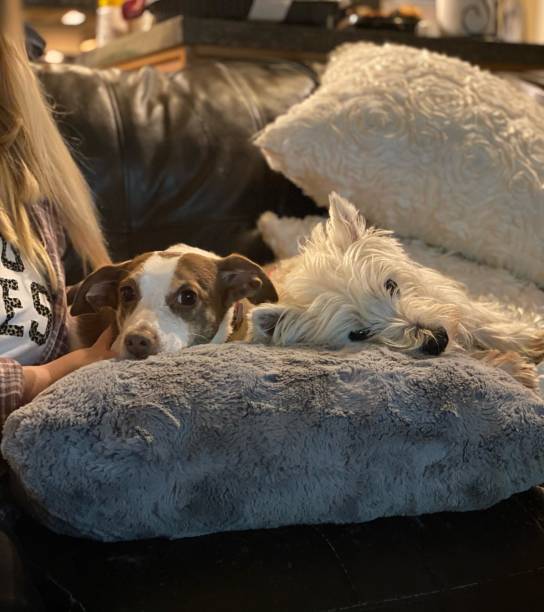istock Boarder Collie and West Highland chilling 2152111816