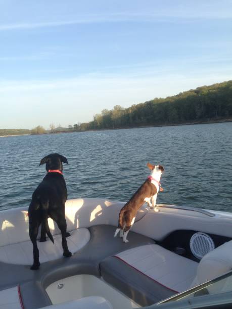 istock Black Lab and Boarder Collie lake life 2152111879